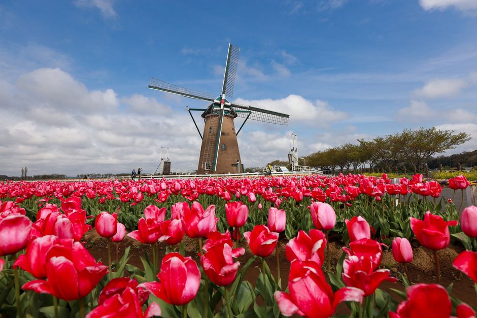 Low angle of aged windmill located in countryside amidst picturesque tulip fields against cloudy blue sky